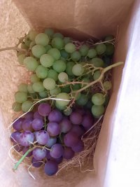 Westlandse druiven aug-okt