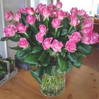 Valk Rozen | Mooie verse rozen