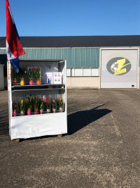 Kleurrijke Bromelia's