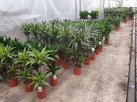 Tropische kamerplanten